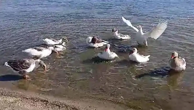 Denizde Yüzdükleri İçin Kızgınlık Yaran Kazlar Kümeste Yaşamak Zorunda Kaldı