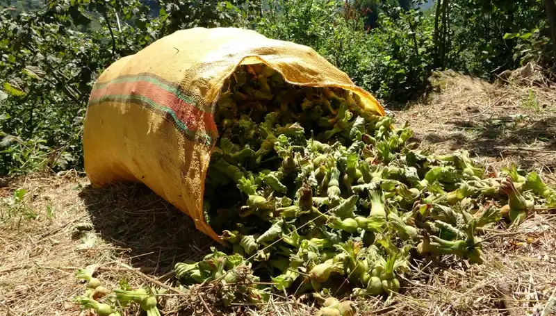 Giresun'da Fındık Hasadı Başladı: Çiftçilerin Yüzleri Gülüyor!