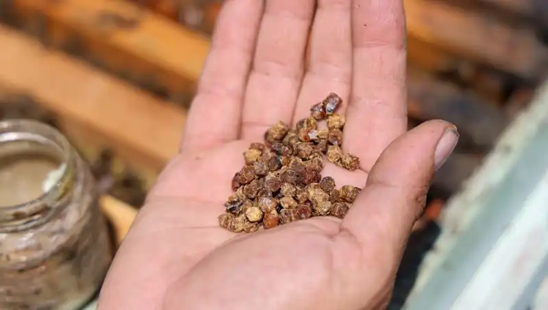 Eskiden Atılan Besin Artıkları; Şimdi Düşük Kalorili Protein Kaynağı Olarak Satılıyor