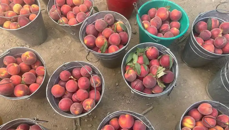 Çiftçiler Hasat Sezonuna Girdi: Fiyatlar Yüzde 100 Arttı!