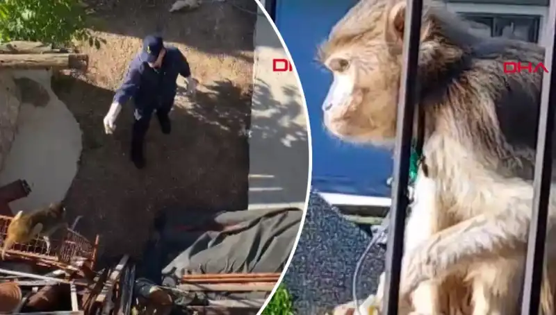Muğla'da İlginç Bir Olay: Maymunu Kovalayan Mahallelinin Macerası