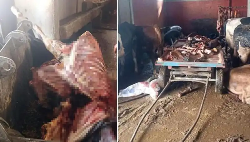 Adana'da 2,5 Ton At Eti Operasyonu: 4 At Kurtarıldı