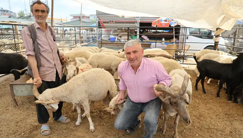 Kurban Bayramı’nda Göz Dolduran 4 Boynuzlu Koçlar Pazarın Yıldızı Oldu