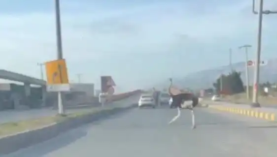 Hatay'da Yolda Deve Kuşu Görülünce Şaşkınlık Yarattı!