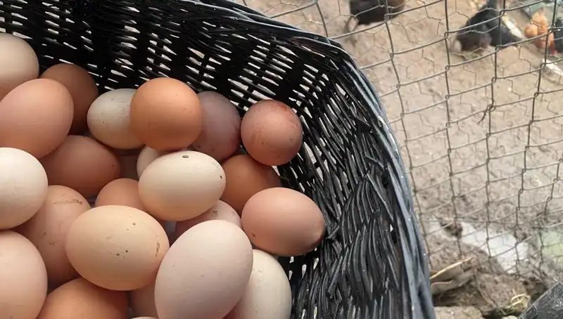 Okul Açılışında Uygun Fiyatlı Protein: Mayıs Çukuru'ndan Çıkış Yolu