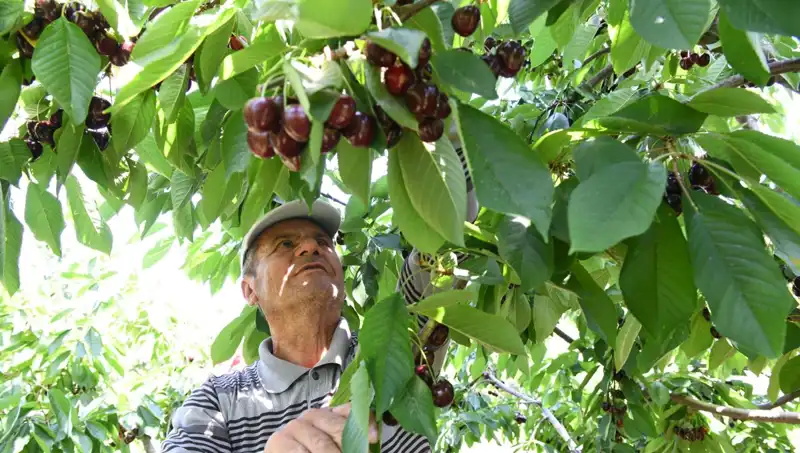 Lapseki'nin Dev Balığı: Çay Bardağına Sığmayan Dev Sağlıklı Beslenmenin Sırrı mı?