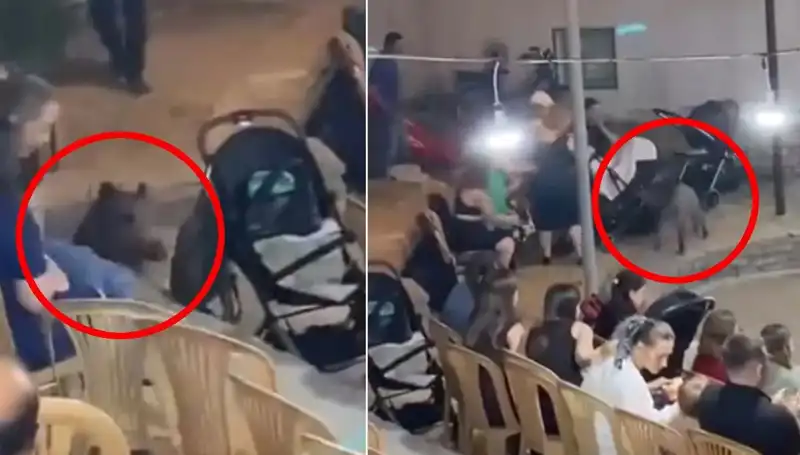 Düğün Töreninde Ani Yaban Domuzu Saldırısı Şok Etti!