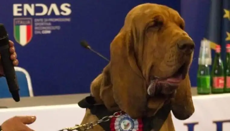 Arama Köpeğine Suikast: Şoke Eden Çivili Sosis Olayı