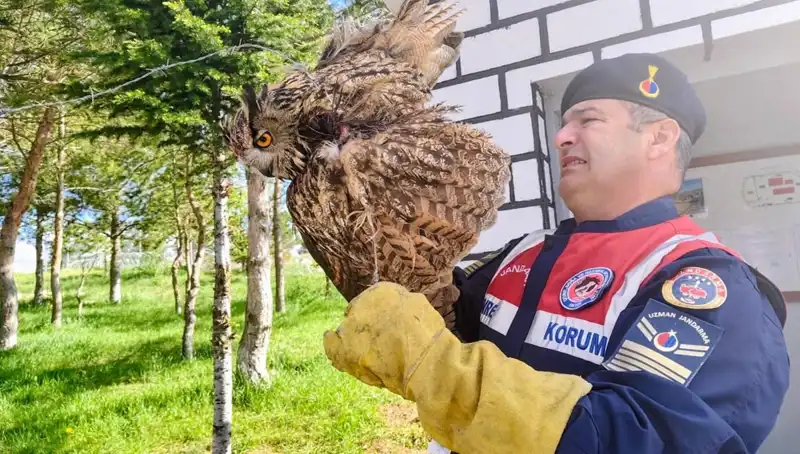 Dikenli Tellere Takılan Puhu: Hayat Mücadelesi ve Tedavi Süreci