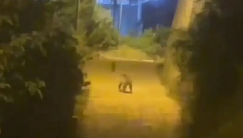 Gümüşhane'de Şehir Merkezine İnen Ayı: Vatandaşlar Şaşkın!