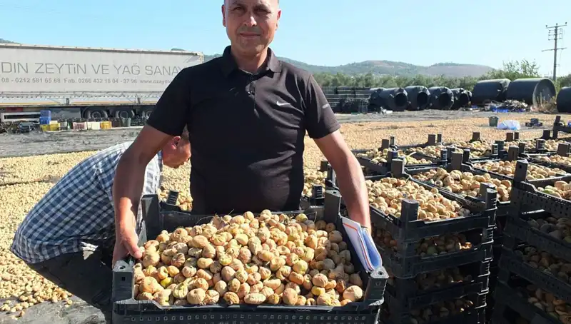 Balıkesir'de Hasat Zamanı: Çin ve Rusya'ya İhracat Hızlanıyor