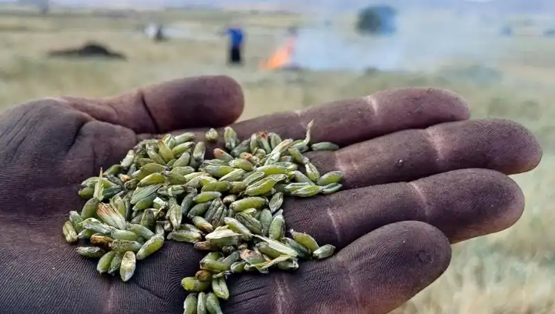 Firik Sezonu Geldi: Doğal Lezzetlerle Sağlığınıza Sağlık Katın!