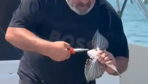 Saros Koyu’nda Nadir Kırlangıç Balığı Oltaya Takıldı!