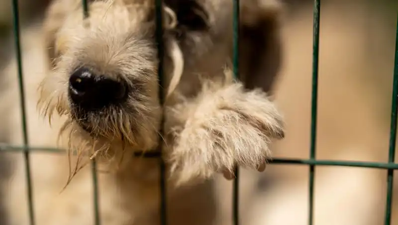 İş Stresinin Gizli Kurbanı: Köpekler Üzerinde Olumsuz Etkileri