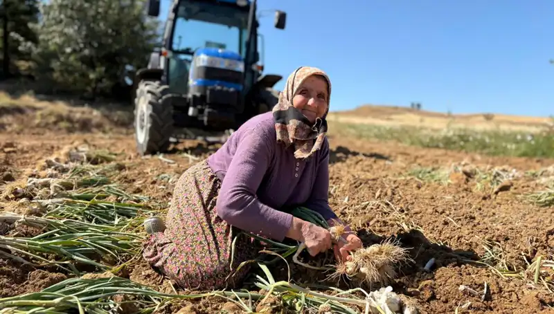 Dünyada Ünlü: Selenyum Zengini Tarım Ürünü Günde Bin 200 Liraya Satılıyor